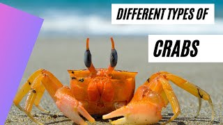 Crabs for Children with videos  crabs [upl. by Almeria]