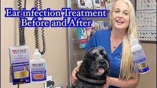 Ear Infection Treatment  Zymox Products Before and After [upl. by Viviyan206]