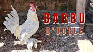 Barbu dUccle Bantam Chicken Breed Spotlight [upl. by Gladwin]