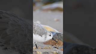 Sanderlings foraging at the waters edge [upl. by Jonati]