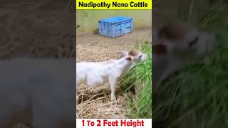 Nadipathy nano Cattle  1 To 2 Feet Height  youtube miniature pmmodi sanatandharma animals yt [upl. by Daggett]