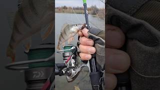 Клюнул красавчик ОКУНЬ fishing спиннинг рыбалка окунь джиг спорт class [upl. by Oly]