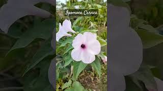 ipomoea carnea nature flowers floweringplant shortvideo [upl. by Squires]