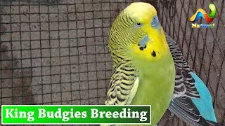 King Budgies Breeding  Exhibition for Sale  UrduHindi [upl. by Liagibba]