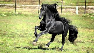 WORLD FAMOUS FRIESIAN STALLION [upl. by Imtiaz336]