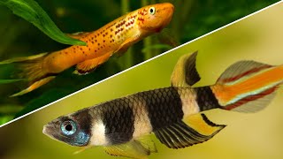 Top 5 Killifish That Every Beginner Should Try [upl. by Odlonyer]