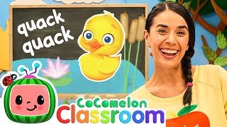 Count Animals and Sing 5 Little Ducks  Toddler Learning with Ms Appleberry  CoComelon Classroom [upl. by Landsman388]