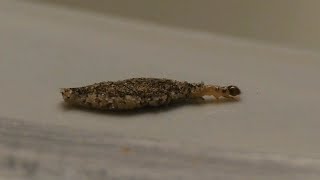 Plaster Bagworm vs Bagworm Moth [upl. by Gurango]