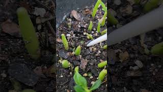 Desert rose pestCutworms hide under soil come out at night to feedLook for fecal pellets [upl. by Anirav113]