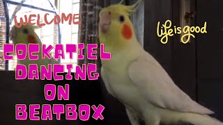 Cockatiel Dancing on BeatBox  BeatBoxing  Cockatiel [upl. by Laura]