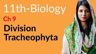 11th Class Biology Ch 9  Explain Division Tracheophyta  11th Class Biology [upl. by Janis]