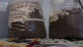 Spawn Bags Time Lapse 10 Sac O2 vs Root Mushroom Farm over 3 days [upl. by Adara526]