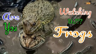 LIVE DICTIONARY  4K Animal Footage  FROG  CON ẾCH  GRENOUILLE  FROSCH  カエル  개구리  n39 vlog [upl. by Jeffrey]