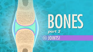 Joints Crash Course Anatomy amp Physiology 20 [upl. by Virnelli]