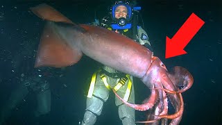 6 Giant Squid Encounters You Will NEVER Forget [upl. by Mcdougall]