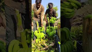 Banana 🍌 cuttings and packing part 184 [upl. by Waugh]