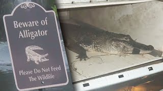 Woman Recounts Neighbor Being Attacked by Alligator [upl. by Luapnhoj476]