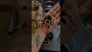 Tarantula 🕷️order chesa😍guntakal telugu guppy ytshorts viralshorts trendingshorts tarantula [upl. by Nirrep]