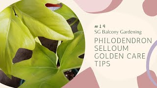 14 Philodendron Selloum Golden Care And Potting Mix  SG HDB Balcony Garden [upl. by Andel539]