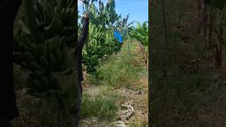 lakatan banana farmer farming [upl. by Maguire983]