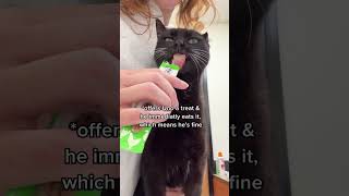 Watch my ca be brave for his monthly arthritis shot 🖤 thekatcurtis cats blackcats arthritis [upl. by Corinne]