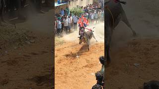 PSPK 🔥 Bull 🐂 Running 😍 Slow Motion jallikattushorts 2023jallikatturunwithvinay [upl. by Montagu844]