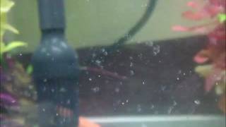 Fish Epistylis in Discus tank [upl. by Ydassac]