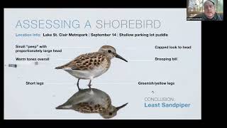 Shorebird ID 101 with Joe Kwasniewski [upl. by Terraj]