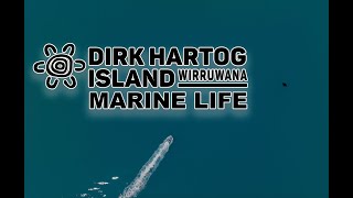 Dirk Hartog Island  Marine Life [upl. by Selij]