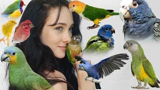 Pros and Cons of These Top 10 Beginner Parrots  Parakeets Conures Parrots and More [upl. by Oicnecserc]