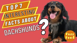 7 Facts About Dachshunds [upl. by Ellinehc741]