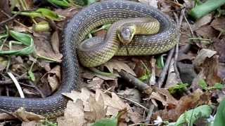 A small snake in the middle of the forest [upl. by Giffy257]