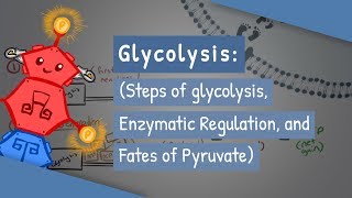 Glycolysis Steps of glycolysis Enzymatic Regulation and Fates of Pyruvate [upl. by Restivo919]