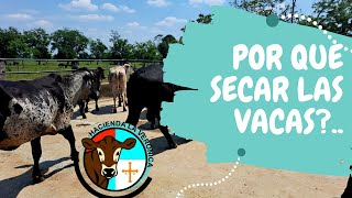 POR QUE SE DEBEN SECAR LAS VACAS LECHERAS [upl. by Evelyn491]