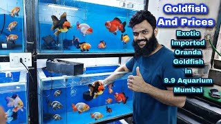 Exotic Goldfish Oranda Goldfish and Its prices in 99 India Aquarium [upl. by Hayn45]