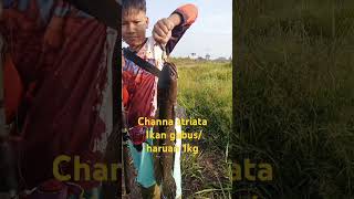 Channa striata ikan gabusharuan 1 kg shorts [upl. by Tizes]