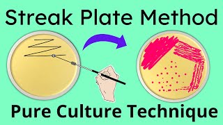 Streak plate method  Pure culture technique Microbiology  Part 1 [upl. by Ajan123]