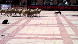 Exhibición Perros Pastores con Ovejas FIMA 2011 [upl. by Lrae]