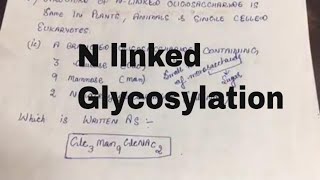 Glycosylation of Proteins N Linked Glycosylation [upl. by Merriman725]