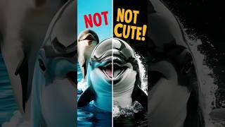 Cute Dolphins Are Not Really Cute  The Shocking Truth [upl. by Salaidh]