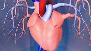 Catheter Ablation What is it and how does it help an irregular heart beat [upl. by Aiselad317]