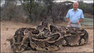 The Puff Adder [upl. by Ellinger]