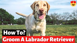 Labrador Retriever Coat – Facts Care Grooming amp Shedding  How to Take Care of a Labra [upl. by Sherwin]