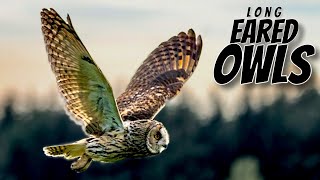 LONG EARED OWLS of the PEAK DISTRICT [upl. by Camilo]