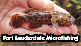 Goby Fishing in the Mangroves  Fort Lauderdale Microfishing [upl. by Anirbed943]