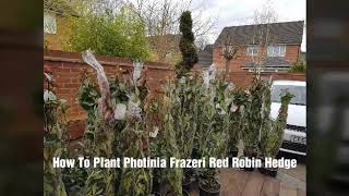 How To Plant A Photinia Red Robin Hedge [upl. by Casmey]