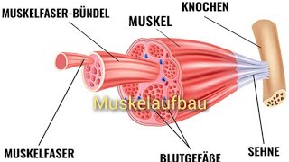 Wie ist der Muskel aufgebaut [upl. by Tildie]