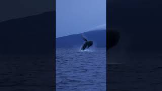 Humpback Jumping out of the water in Maui [upl. by Hachmin]