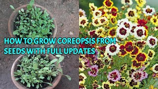 HOW TO GROW COREOPSIS FROM SEEDS WITH FULL UPDATES [upl. by Sefton393]