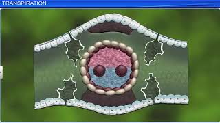 Photosynthesis in higher plants class 11 Biology [upl. by Nnaassilem766]